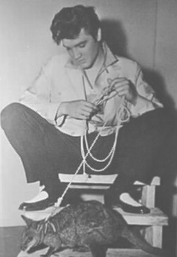 Elvis Presley - mit Kanguruh